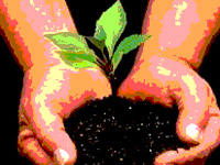 1,000 saplings to be planted in Kannur