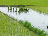 Normal monsoon to boost agriculture growth: Radha Mohan Singh