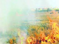 Smog envelopes NCR, air quality falls as Punjab farmers burn paddy