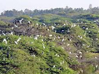 Accused who killed 30 migratory birds in Khatauni arrested