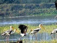 Govt approves eco-sensitive zone around Jayakwadi bird sanctuary