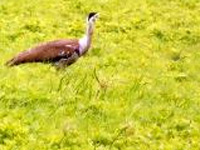 Record Great Indian Bustard sighting and get Rs 500 reward