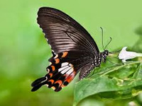 New moth species discovered in Arunachal Pradesh