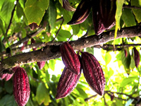 Cacao tree will survive climate change, says study