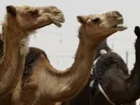 Pasteurella bacteria taking toll on camels