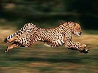 Cheetahs racing towards extinction, fear researchers