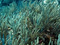 Great Barrier Reef recovering from coral bleaching