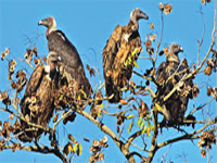 Vultures coming home to roost, rare species sighted