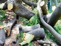 HC notice to govt on details of trees felled for projects