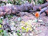 Tree felling rampant in State
