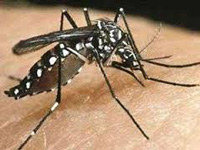 1,291 test positive for dengue this week in the capital