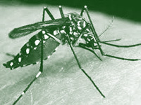 164 dengue cases in 17 days