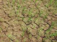 Drought in 308 dists of 13 states