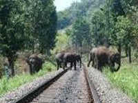 Experts to help tackle man-elephant conflict near border