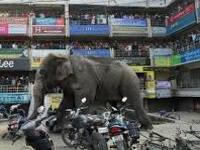 Elephant goes on rampage in Siliguri, smashes cars, homes