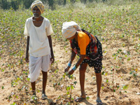 852 farmer suicides in four months in Maharashtra