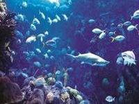 Global warming is killing fish in Arabian Sea, say Hyderabad ocean scientists