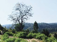 Green Min Ignores SC Order on Forest Land
