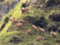 Encroachment forcing Himalayan animals to flee to lower valleys