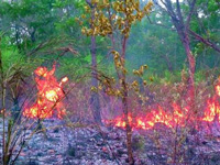 Forest fires continue in Trikuta hills in Katra