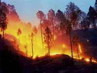 Jammu and Kashmir: Forest fire takes a toll on Rajouri locals’ health