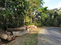 200 trees felled in Mangar buffer zone