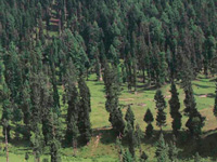 Country loses huge chunk of forest to infrastructure projects