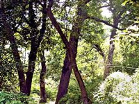 Gujarat's rural tree count grows to 34 crore  