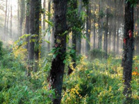 Centre to introduce new Agar wood policy for Assam