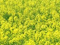 Govt move to allow commercial cultivation of GM mustard faces protest