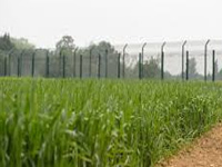 Activists oppose open field trials of GM crops