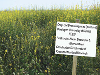 GM Mustard Gets Scientific OK, Safe Tag From Green Min