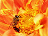 Bees naturally vaccinate their babies: study