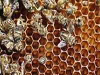 Pesticides put bees at risk, European watchdog confirms