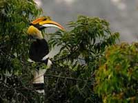 Call to preserve habitat of Great Indian Hornbills in the Nilgiris