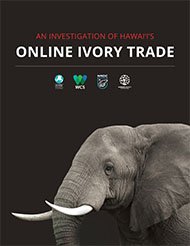 An investigation of Hawaii's online ivory trade