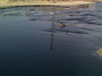 NGT serves notice on Rajasthan govt for releasing effluents in Rewari