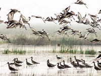 Survey finds decline in number of birds in kole wetlands