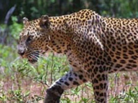 60% wildlife area is leopard territory