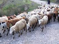 Goat and sheep population in State at 33.91 lakh