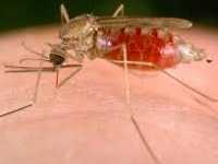Malaria threat looms large over city