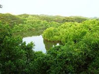Rajahmundry: Mangroves felling poses threat