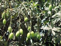 Punjab govt plans to cut over 450 mango trees; BJP questions the move