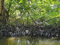 GCDA 'caged' for destroying mangroves at Mundamveli