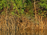 Leave mangrove forests, squatters told