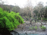 Mangroves planted along Chilika lagoon