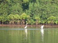 Declare Asramam mangrove forest biodiversity spot: KSSP