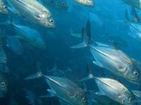 Climate change threat to fisheries resources