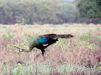 Poisonous substance’ kills 4 peacocks on Ganga banks