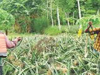 Concern over excess use of pesticides in pineapple farms